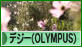 にほんブログ村 写真ブログ デジタル一眼（OLYMPUS）へ