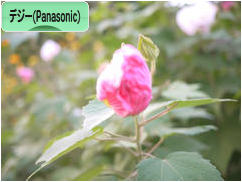 にほんブログ村 写真ブログ デジタル一眼（Panasonic）へ