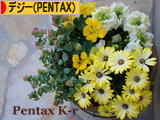 にほんブログ村 写真ブログ デジタル一眼（PENTAX）へ