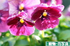 にほんブログ村 写真ブログ 植物・花写真へ
